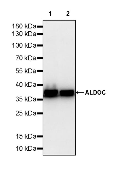 ALDOC Rabbit Polyclonal Antibody