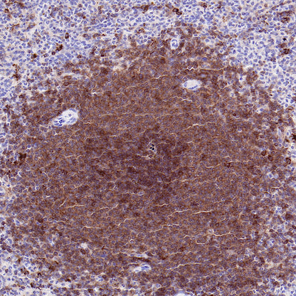 CD40 Recombinant Rabbit mAb,PBS Only (SDT-145-45)