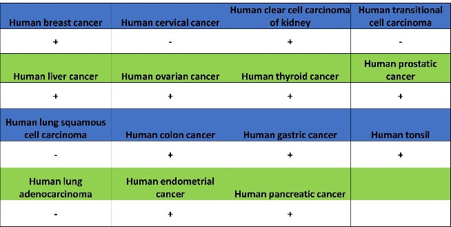 TIM-1 Recombinant Rabbit mAb (S-1555-147)