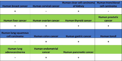 TIM-1 Recombinant Rabbit mAb (S-1555-147)