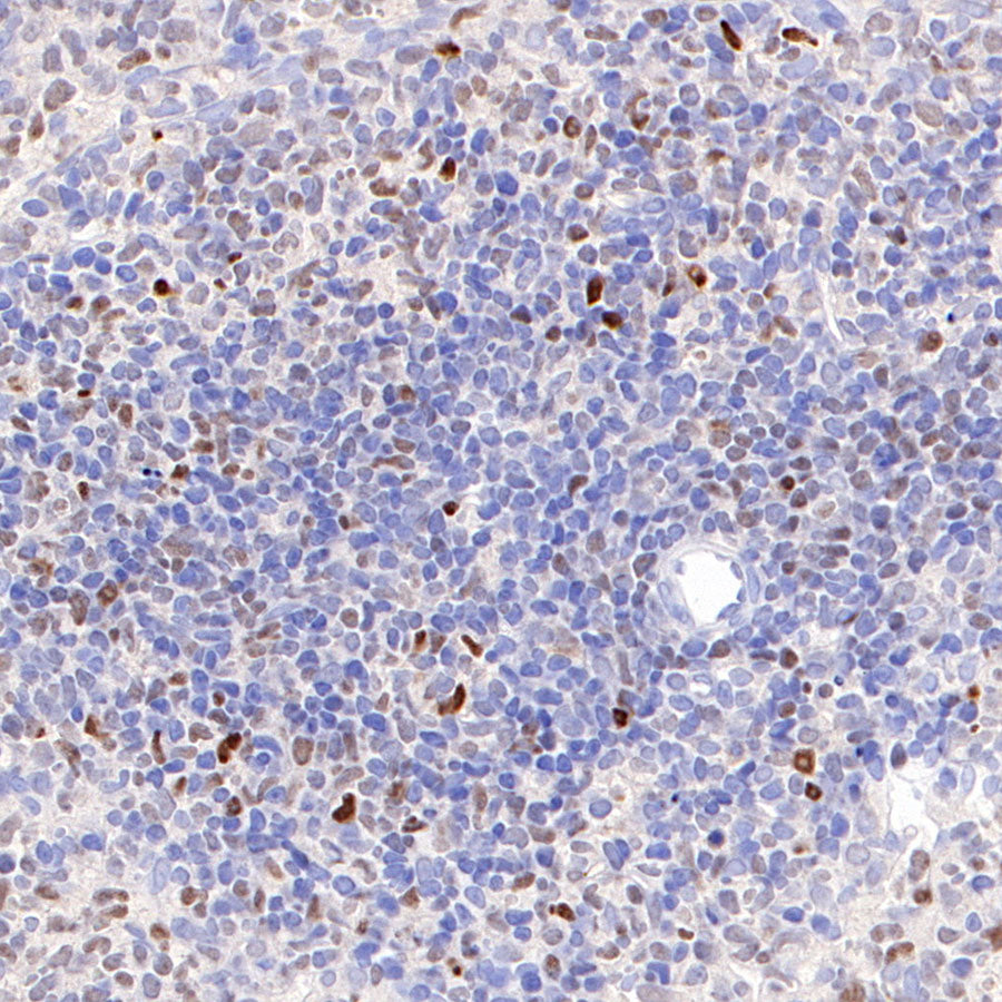 S-RMab® c-Myc Recombinant Rabbit mAb (SDT-R138)