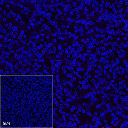 Goat anti-Rabbit IgG(H+L) (Alexa Fluor® 594 Conjugate)