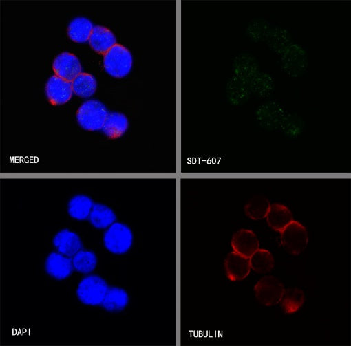 PBR/TSPO Recombinant Rabbit mAb (S-607-19)