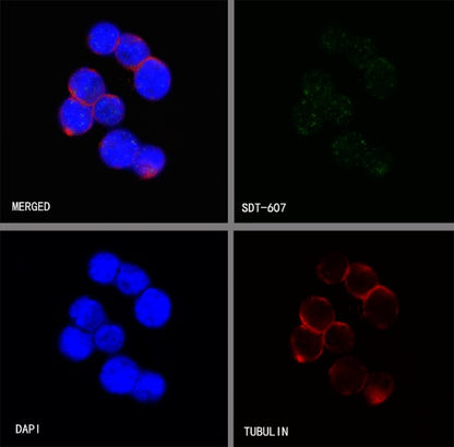 PBR/TSPO Recombinant Rabbit mAb (S-607-19)