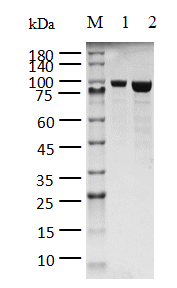 POLtheta Protein