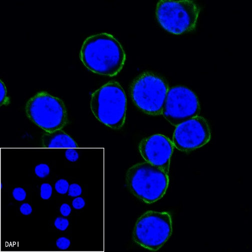 CD45 Recombinant Rabbit mAb (Alexa Fluor® 488 Conjugate) (S-R035)
