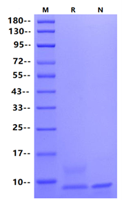Epigen Protein, Human