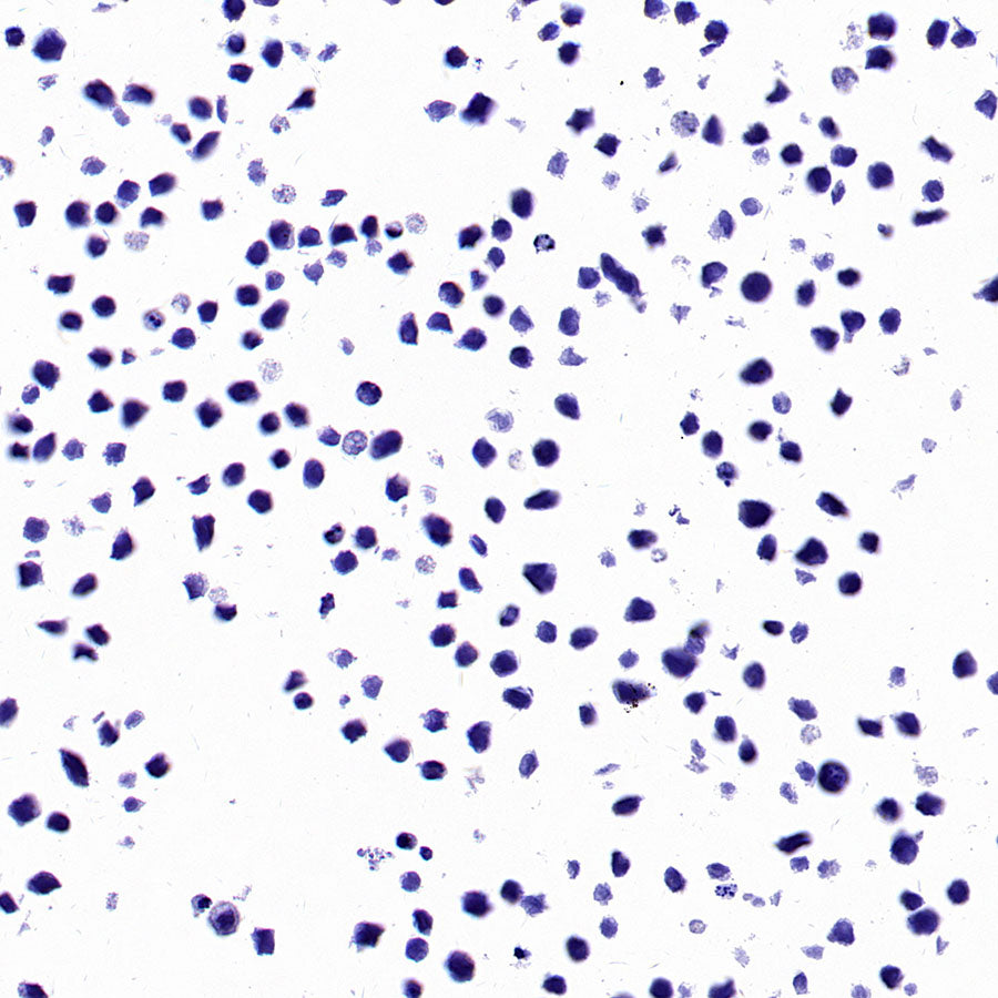 PTK7 Recombinant Rabbit mAb (SDT-2432-156)