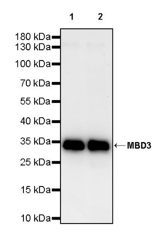 MBD3 Rabbit Polyclonal Antibody