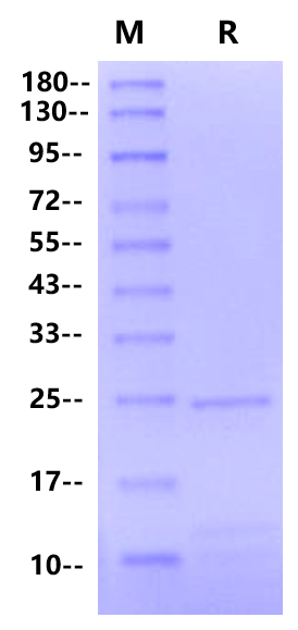 Recombinant trypsin digestion solution