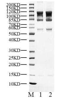 CRBN/DDB1/CUL4A/RBX1 Protein, Human