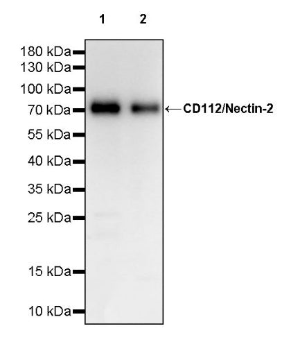 CD112/Nectin-2 Recombinant Rabbit mAb (S-2404-66)