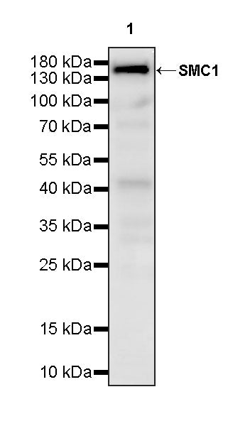 SMC1 Recombinant Rabbit mAb (S-4147-54)