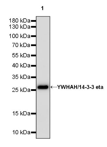 YWHAH/14-3-3 eta Recombinant Rabbit mAb (S-1327-22)