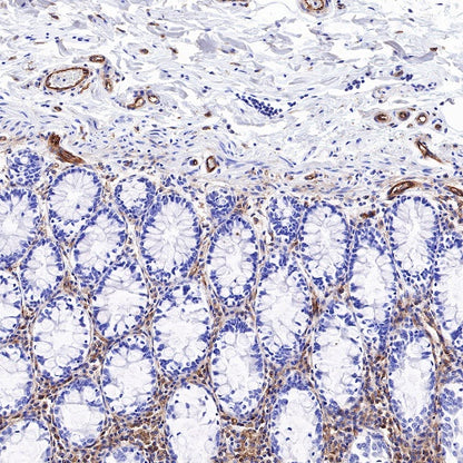 BST2 Recombinant Rabbit mAb (S-534-103)