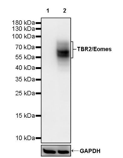 TBR2/Eomes Recombinant Rabbit mAb (SDT-1101-231)