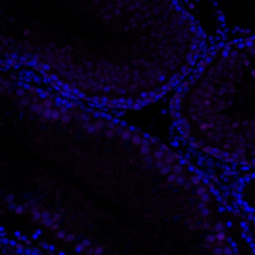 p27 Recombinant Rabbit mAb (Alexa Fluor® 700 Conjugate) (SDT-R350)