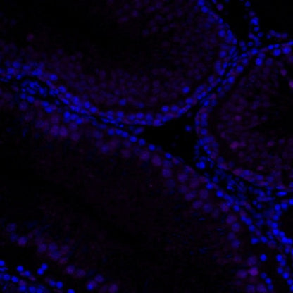 p27 Recombinant Rabbit mAb (Alexa Fluor® 700 Conjugate) (SDT-R350)