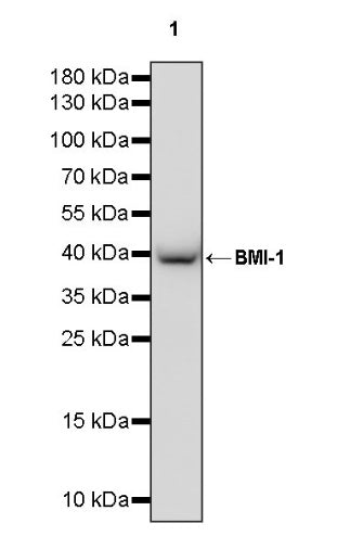 BMI-1 Recombinant Rabbit mAb (S-1075-252)