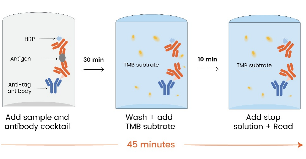Human IFN-γ Broad range ELISA Kit