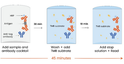 Human IFN-γ Broad range ELISA Kit