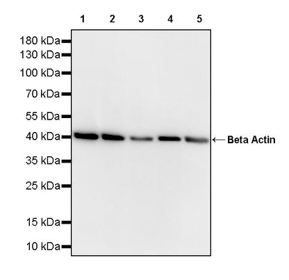Beta Actin Recombinant Mouse mAb (S-5033)