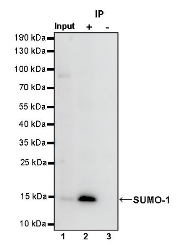 SUMO-1 Recombinant Rabbit mAb (S-625-111)