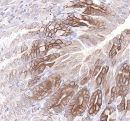 Cytokeratin 19 Recombinant Rabbit  mAb,PBS Only (SDT-107-19)