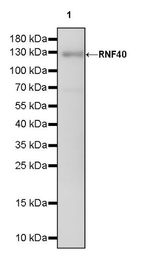 RNF40 Recombinant Rabbit mAb (S-1068-279)