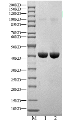 ERK2 Flag&His Tag Protein, Human
