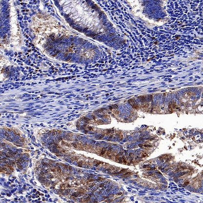 CDK1 Recombinant Rabbit mAb (S-1374-66)