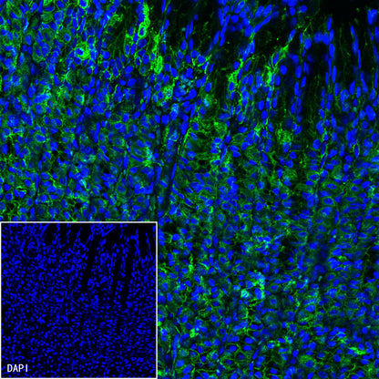 pan (alpha) actin Recombinant Rabbit mAb (SDT-044-17)