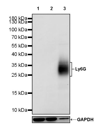 Ly6G Recombinant Rabbit mAb (S-2495-6)