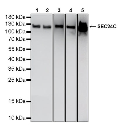 SEC24C Rabbit Polyclonal Antibody