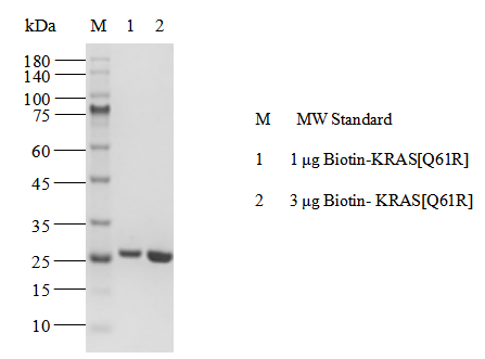 Biotin-KRAS[Q61R] Protein,Human(Load GDP/GMPPNP)