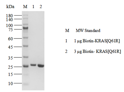 Biotin-KRAS[Q61R] Protein,Human(Load GDP/GMPPNP)