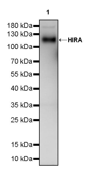 HIRA Recombinant Rabbit mAb (S-2928-13)