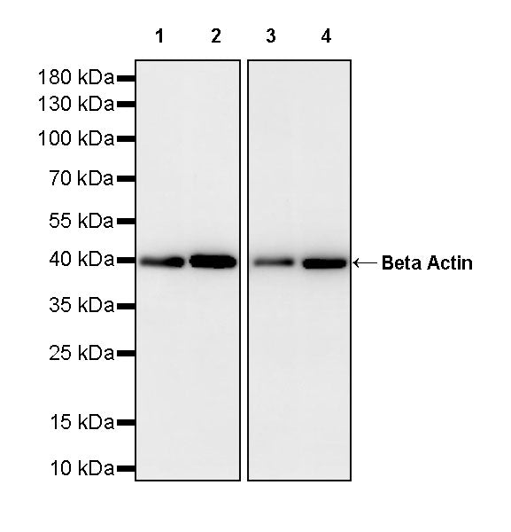 Beta Actin Recombinant Mouse mAb (S-5033)