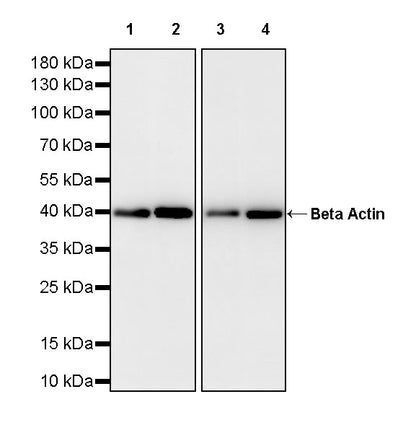 Beta Actin Recombinant Mouse mAb (S-5033)