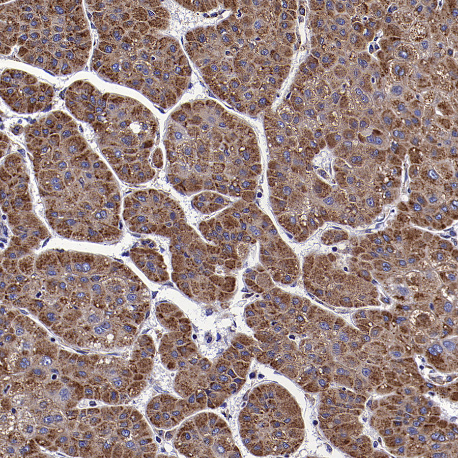 PRSS35 Recombinant Rabbit mAb (S-3769-241)