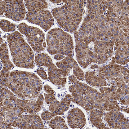 PRSS35 Recombinant Rabbit mAb (S-3769-241)