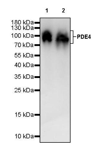 PDE4 Recombinant Rabbit mAb (S-2598-147)