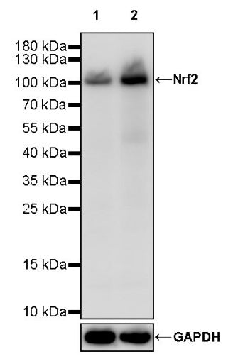 Nrf2 Recombinant Rabbit mAb (S-3183)