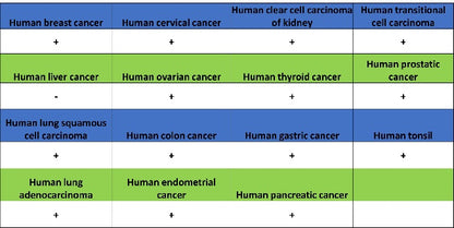 Stat5 Recombinant Rabbit mAb (S-2823-24)
