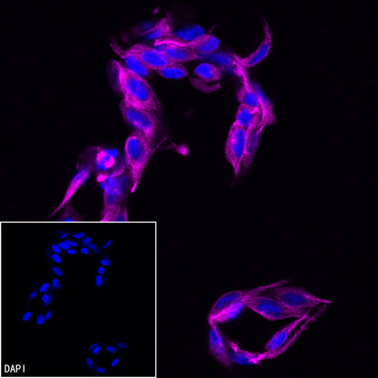 Biotin Recombinant Rabbit mAb (Alexa Fluor® 647 Conjugate) (S-3083)
