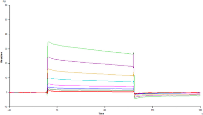 Fc γ RIIB/CD32b His Tag Protein, Human