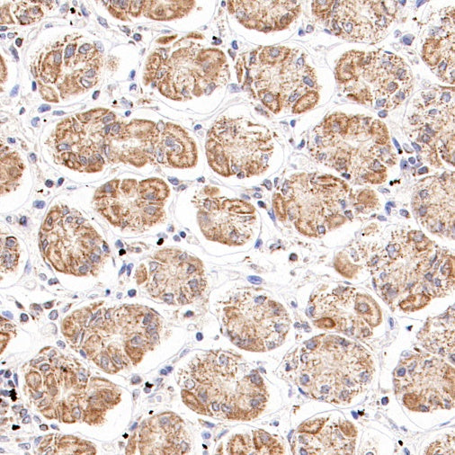 Thioredoxin/TRX Recombinant Rabbit mAb (S-1862-26)