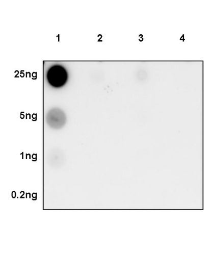 Phospho-p38 MAPK (Thr180) Recombinant Rabbit mAb (S-1553-9)