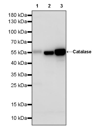Catalase Rabbit Polyclonal Antibody