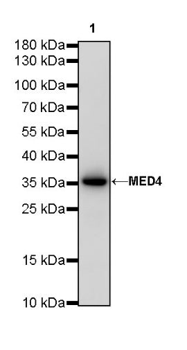 MED4 Recombinant Rabbit mAb (S-R258)